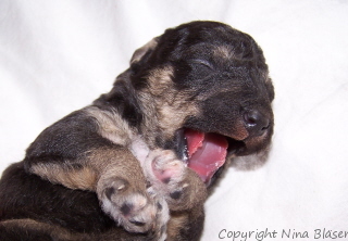 Alanus 09042006-2.jpg